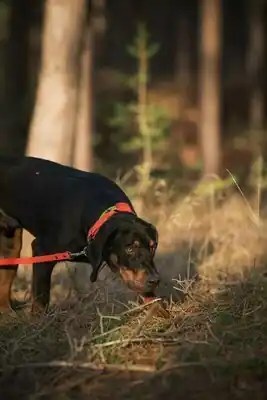 Gończy-Polski-Rüde Ansgar vom Pauelsgraben bei konzentrierter Nasenarbeit im Wald
