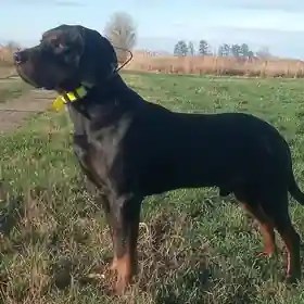 Gończy-Polski-Rüde Ansgar vom Pauelsgraben im Stand auf einer Wiese