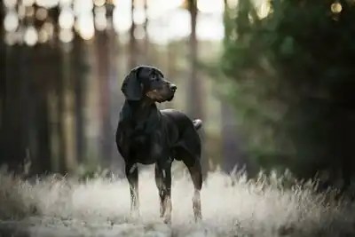Gończy-Polski-Rüde Ansgar vom Pauelsgraben aufmerksam im Wald