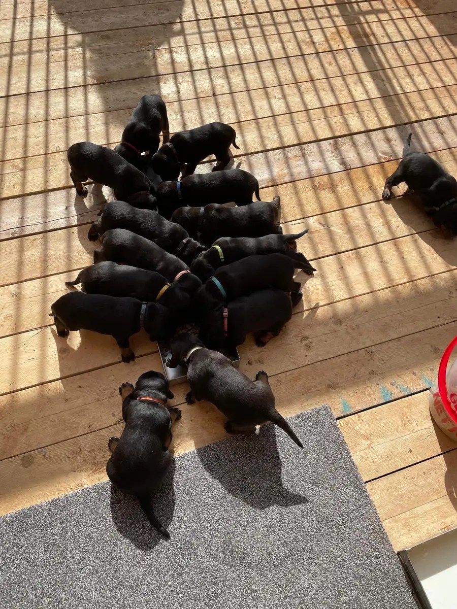Die Welpen des B-Wurfs erkunden gemeinsam einen sonnigen Innenbereich