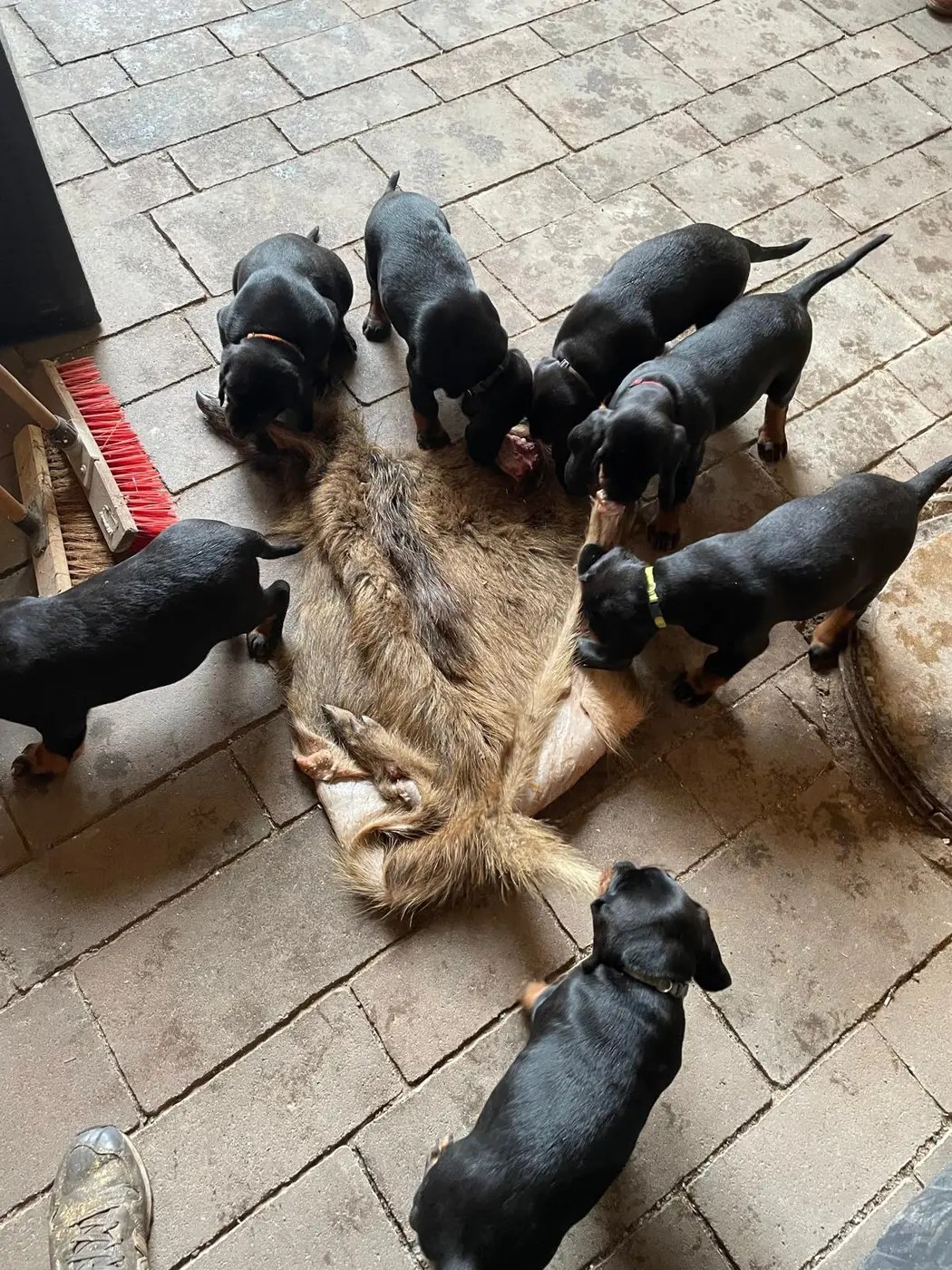 Welpen des C-Wurfs vom Pauelsgraben erkunden eine Wildschweinschwarte im Rahmen der jagdlichen Prägung