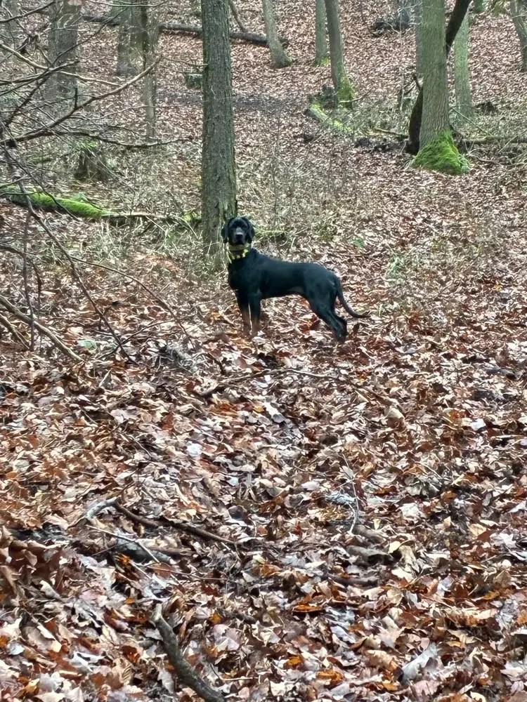 Gończy-Polski-Hündin Caya vom Pauelsgraben aufmerksam im Wald