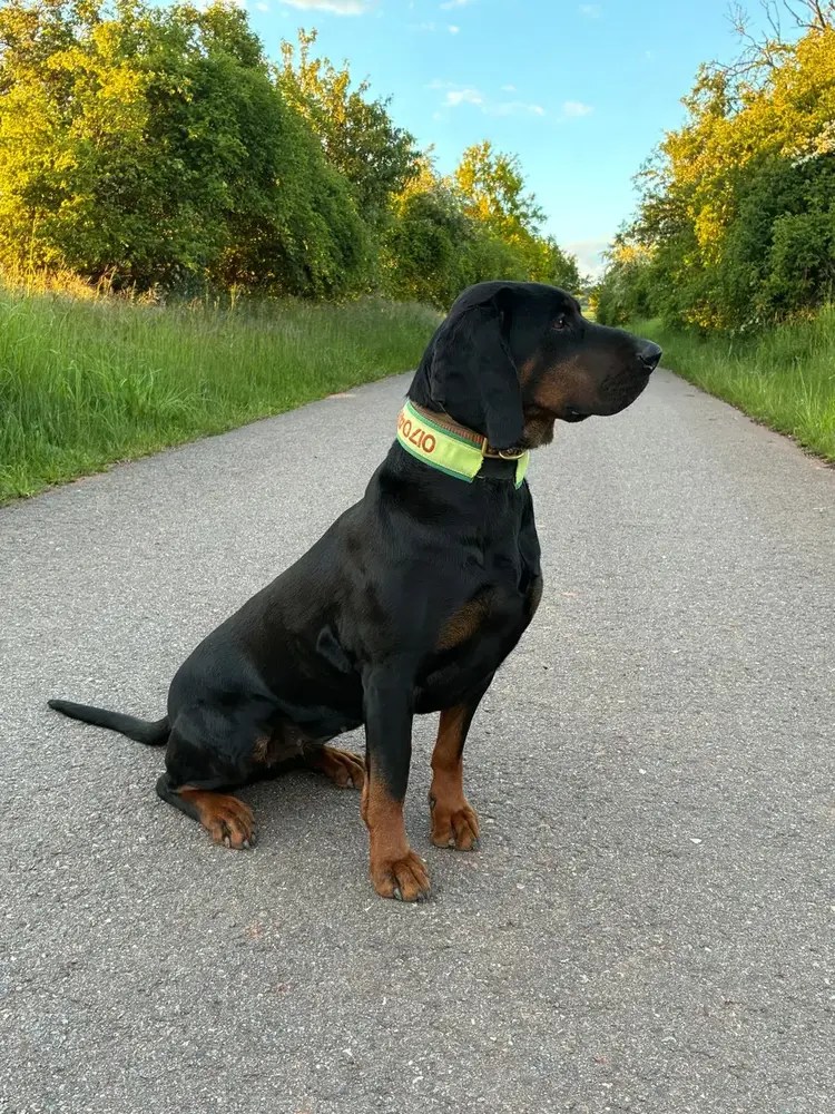 Caya vom Pauelsgraben sitzt aufmerksam im Freien