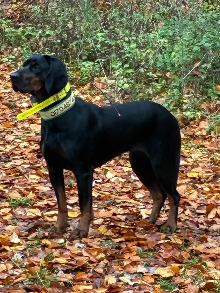 Caya vom Pauelsgraben im seitlichen Stand im Wald