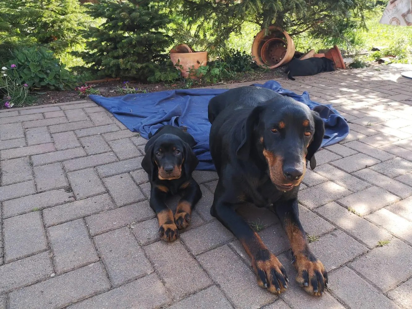 Dana liegt im Garten neben einem Welpen aus dem A-Wurf vom Pauelsgraben