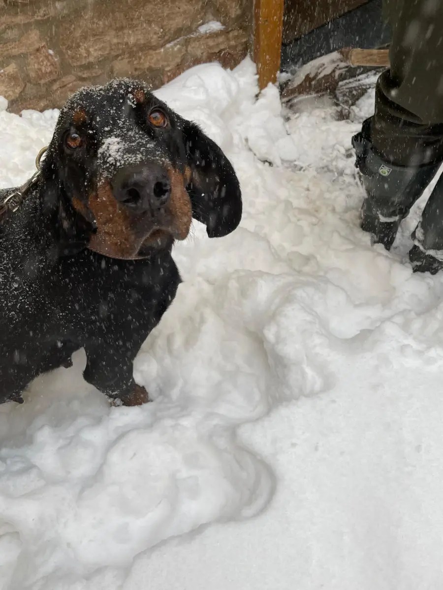 Dana steht während der Trächtigkeit zum B-Wurf im tiefen Schnee