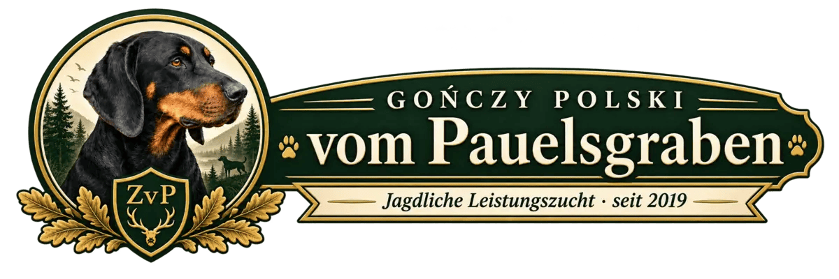 Gończy Polski vom Pauelsgraben