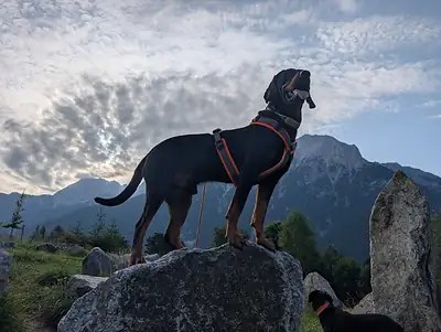 Gończy Polski male Bartosz vom Pauelsgraben on a rock with mountains behind him