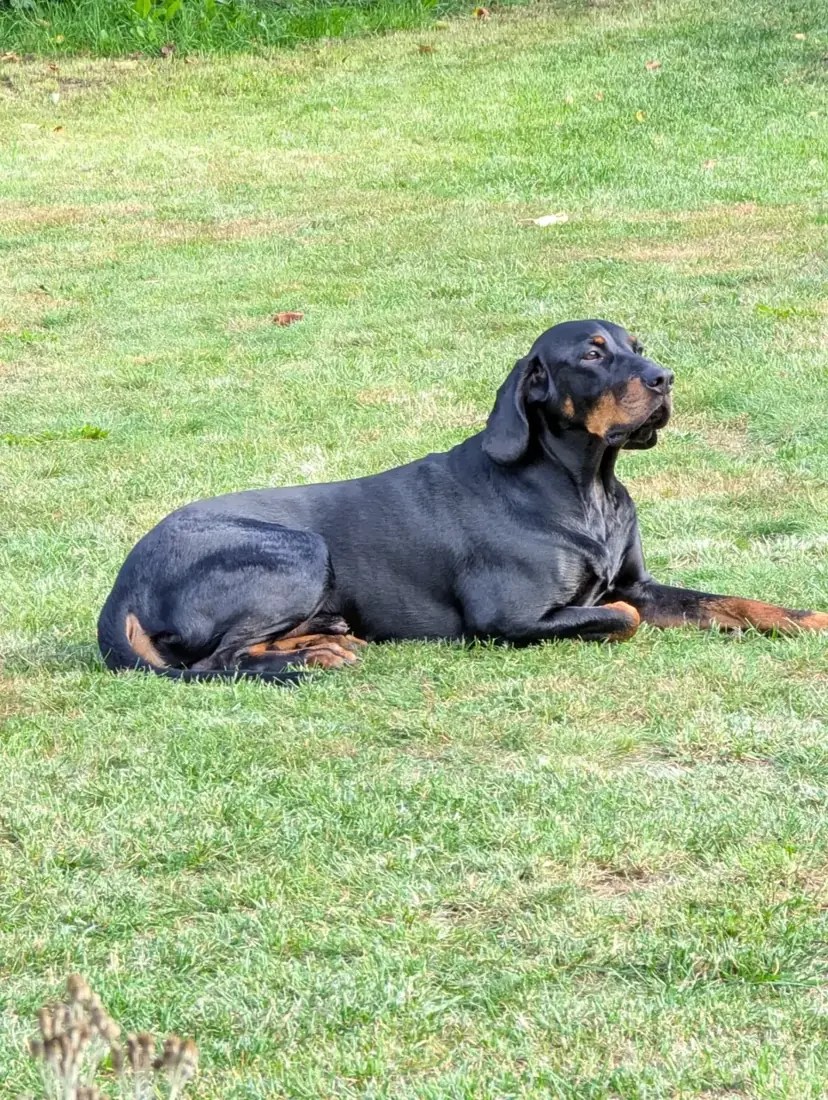 Búri entspannt auf einer Wiese