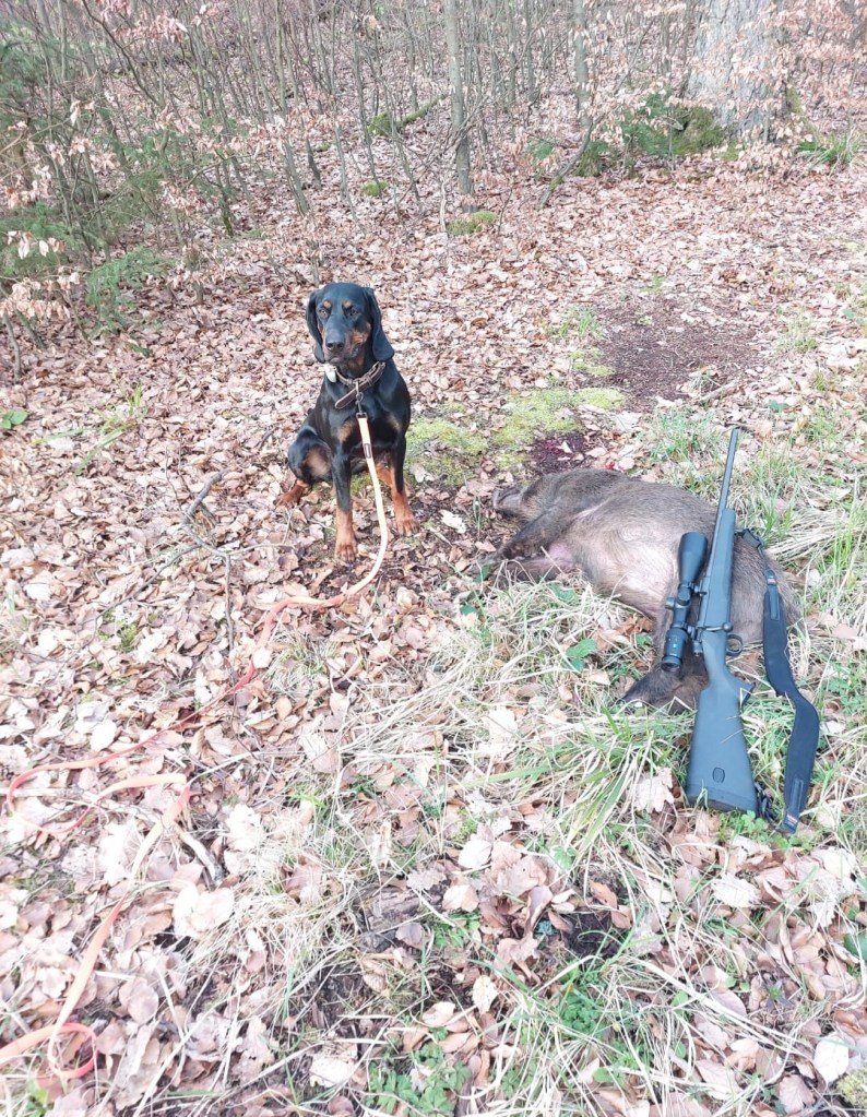 Cara vom Pauelsgraben nach der Jagd neben einem erlegten Wildschwein