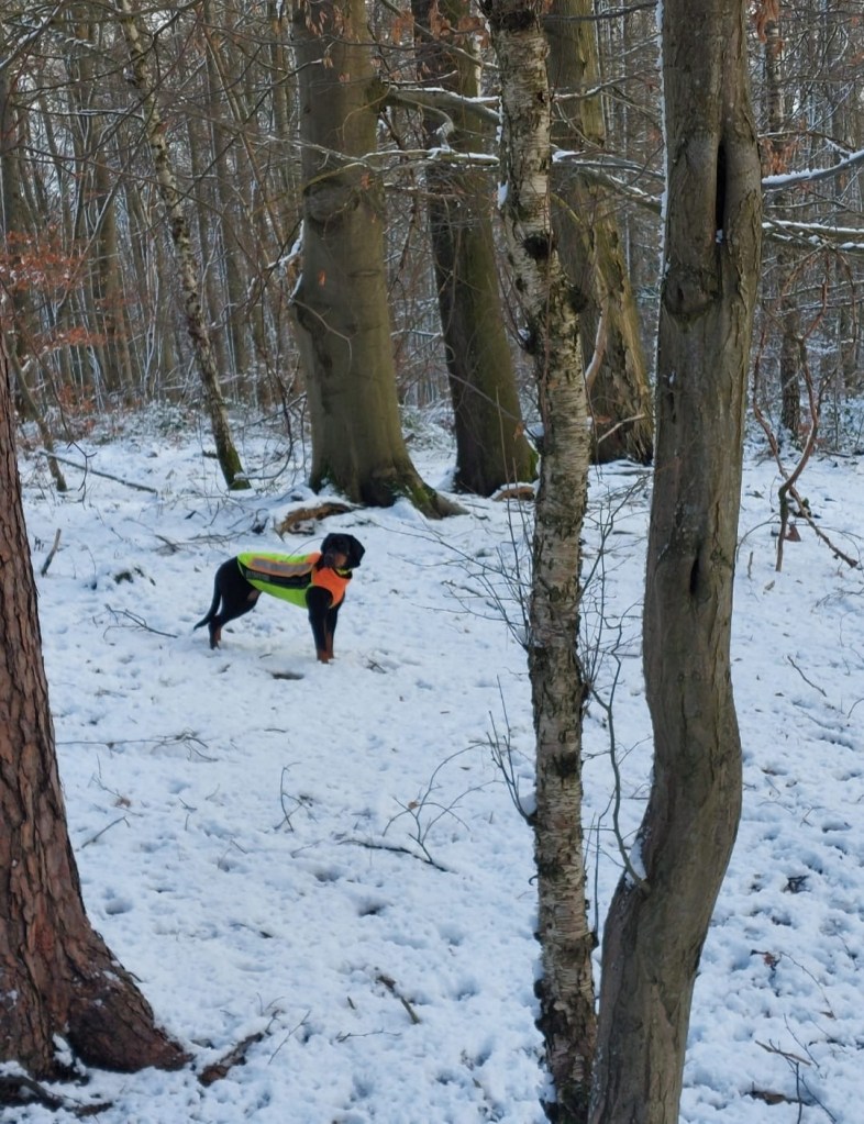 Cara vom Pauelsgraben mit Schutzweste im verschneiten Wald