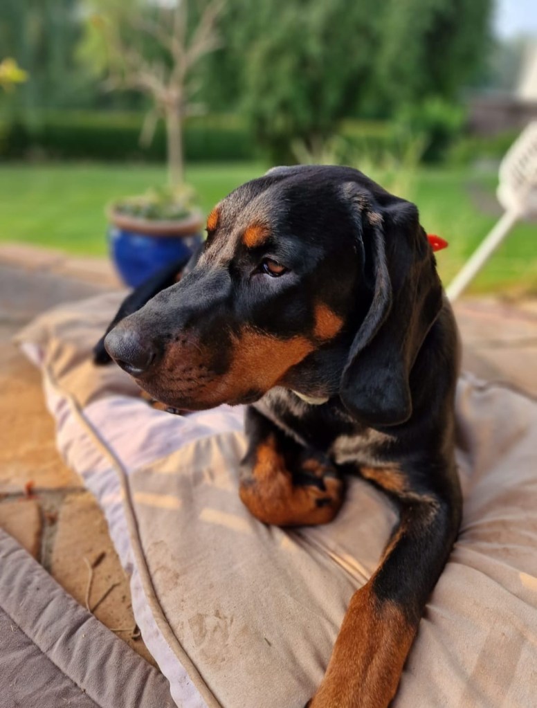 Cara vom Pauelsgraben liegt auf einem Kissen auf der Terrasse