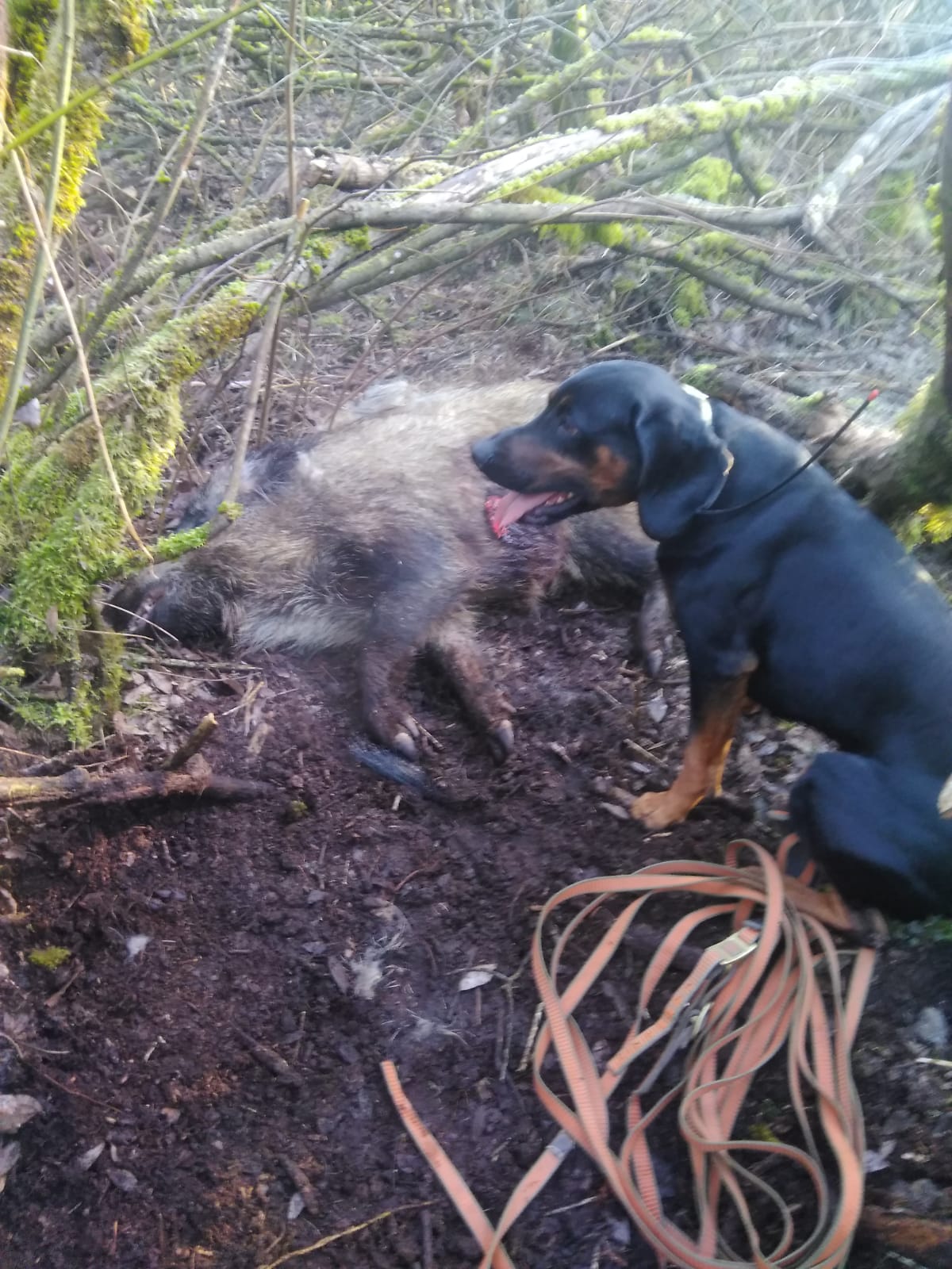 Luka Leśna Złaja bei einem Wildschwein im Wald